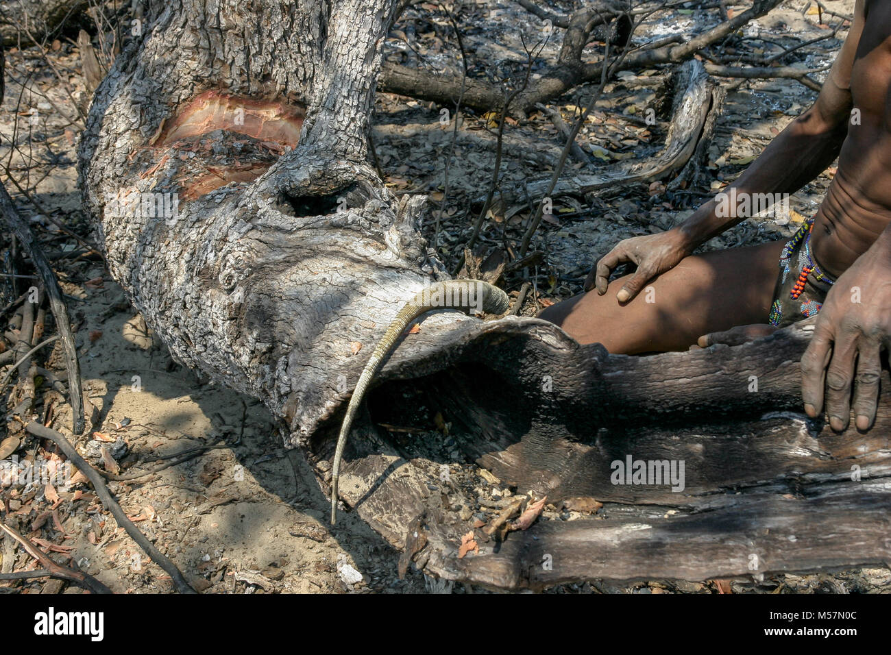 San tribesmen caccia nella macchia circostante per le lucertole. Foto Stock