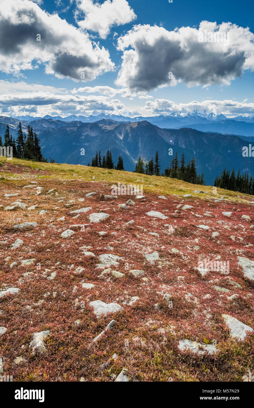 Tundra alpina sul versante della montagna vicino al punto di ostruzione nel Parco Nazionale di Olympic, nello Stato di Washington, USA Foto Stock