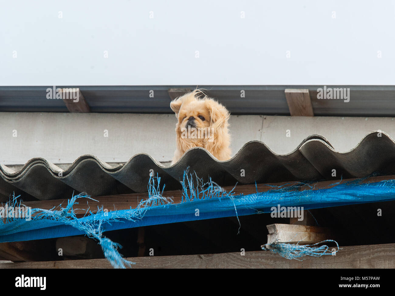 Redhead Pekingese sul tetto di un piccolo fienile Foto Stock