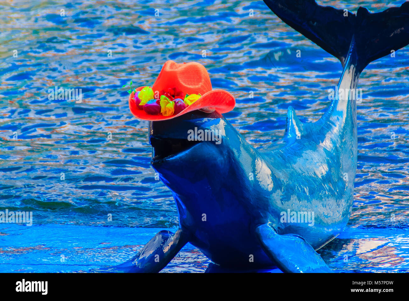 Grazioso delfino Irrawaddy (Orcaella brevirostris) indossa orange hat e balli sulla scheda in spettacoli di delfini. Foto Stock