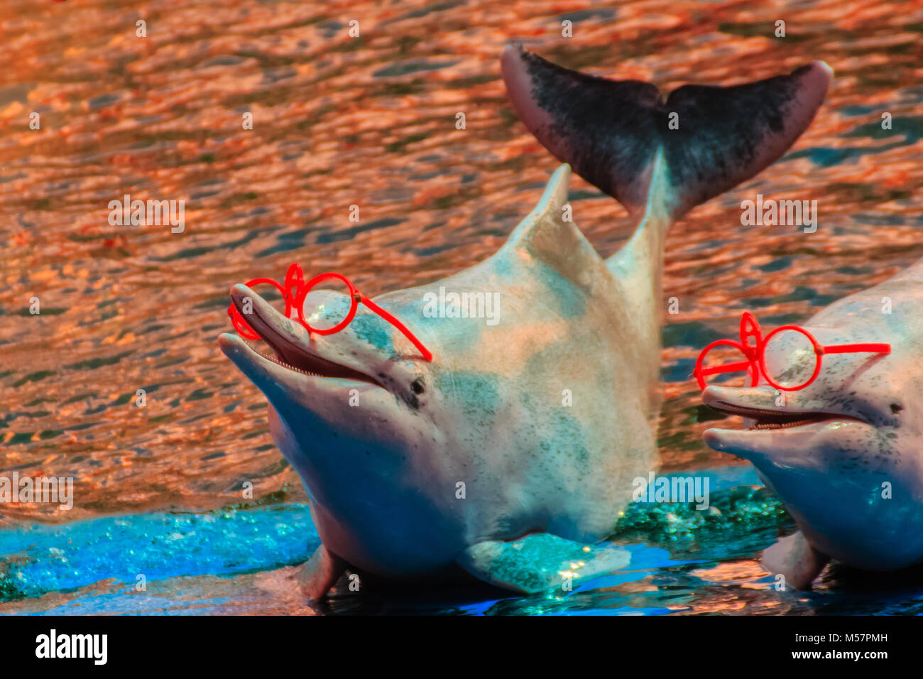 Carino Indo-pacifico humpback dolphin (Sousa chinensis) ,o delfino rosa o  Cinese white dolphin è indossando occhiali da sole e spettacoli di danza  Foto stock - Alamy