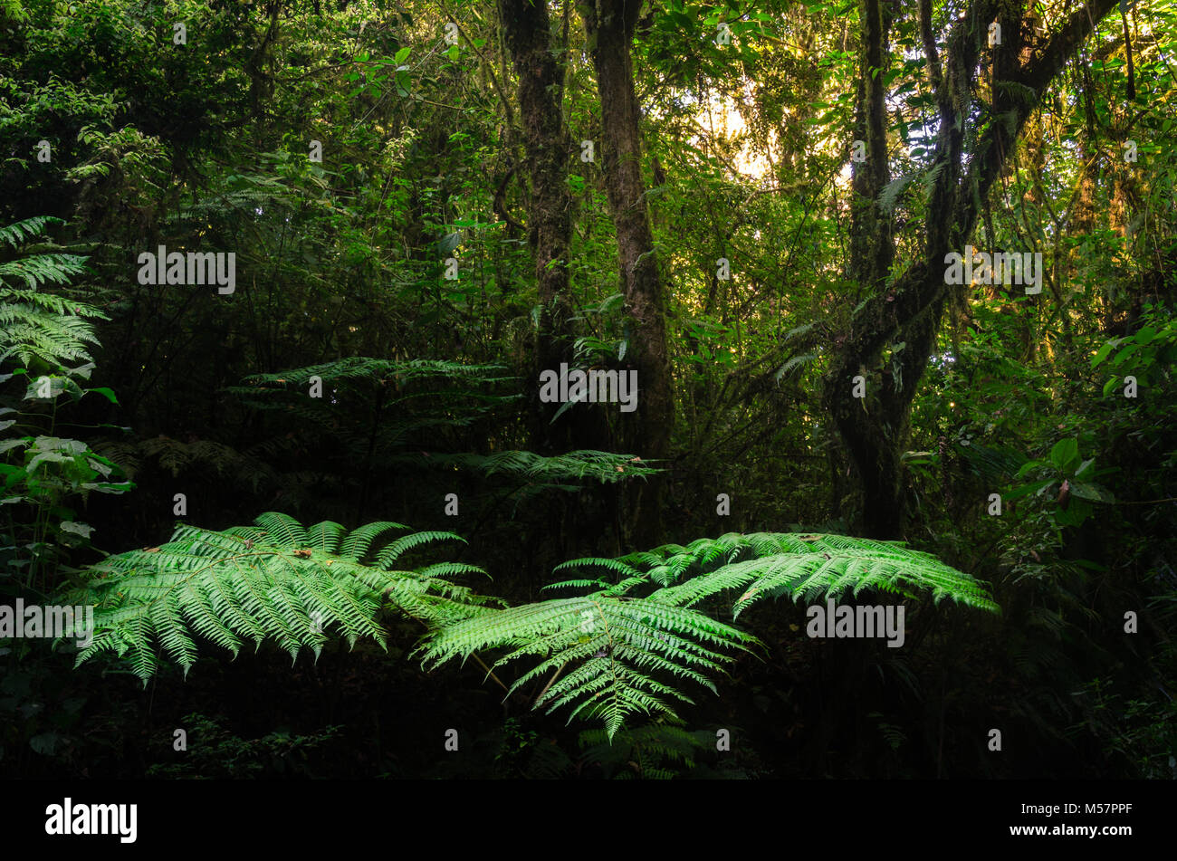 Paesaggio / 'El Triunfo' Riserva Naturale / Stato del Chiapas, Messico Foto Stock