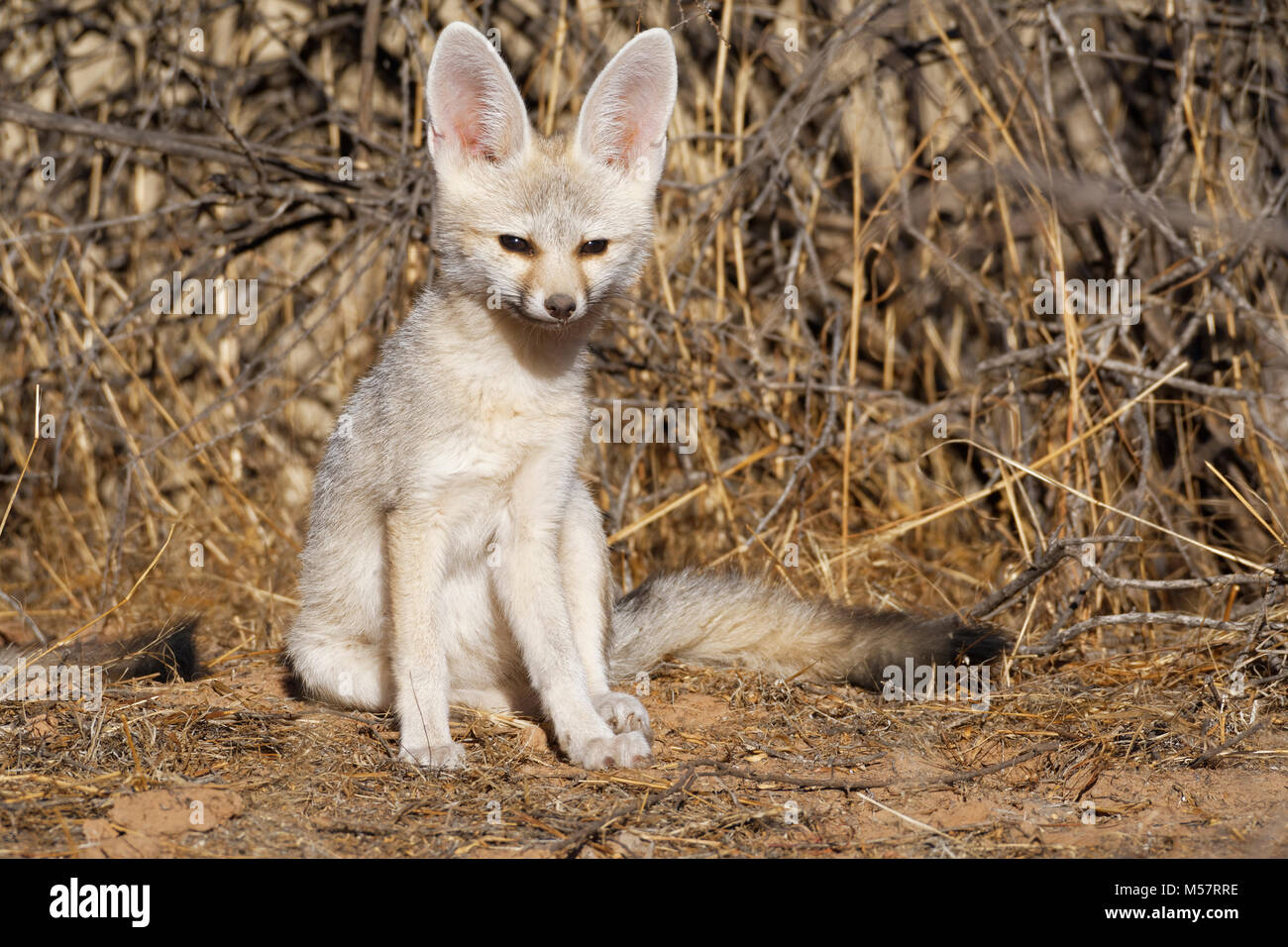 Capo volpe (Vulpes vulpes chama), giovane maschio seduta a den nelle prime ore del mattino, avviso Kgalagadi Parco transfrontaliero, Northern Cape, Sud Africa e Africa Foto Stock