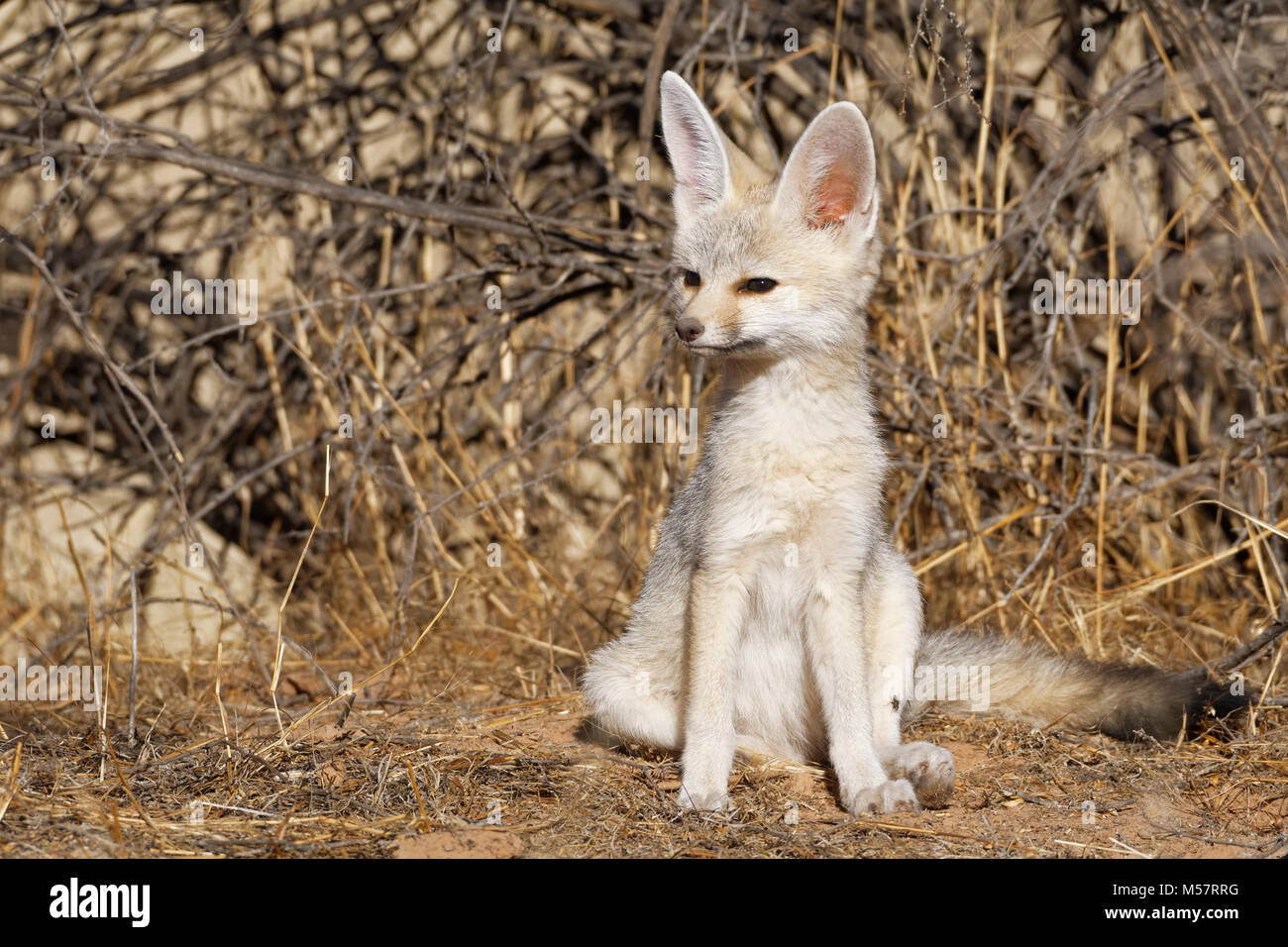 Capo volpe (Vulpes vulpes chama), giovane maschio seduta a den nelle prime ore del mattino, avviso Kgalagadi Parco transfrontaliero, Northern Cape, Sud Africa e Africa Foto Stock