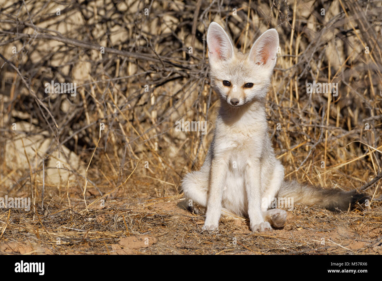 Capo volpe (Vulpes vulpes chama), giovane maschio seduta a den nelle prime ore del mattino, avviso Kgalagadi Parco transfrontaliero, Northern Cape, Sud Africa e Africa Foto Stock