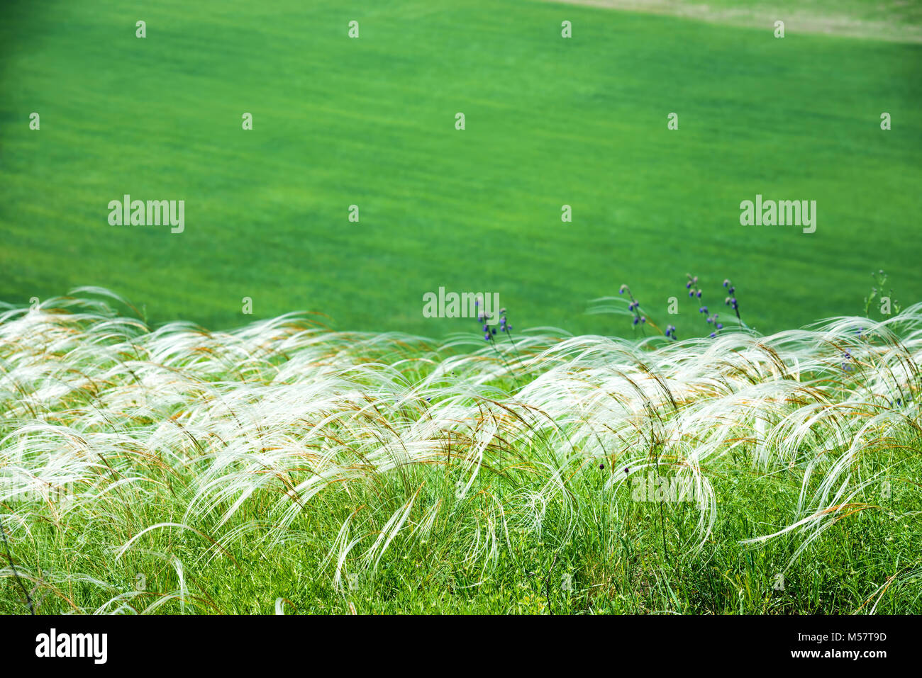 Campo di erba in piuma Foto Stock