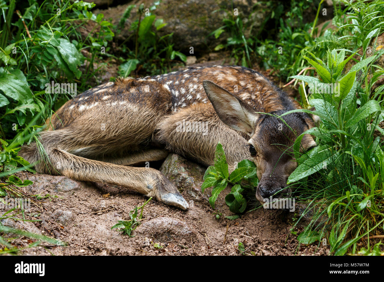 La molla closeup di un culbianco Deer Fawn bedded giù in un habitat boschivo, Foto Stock
