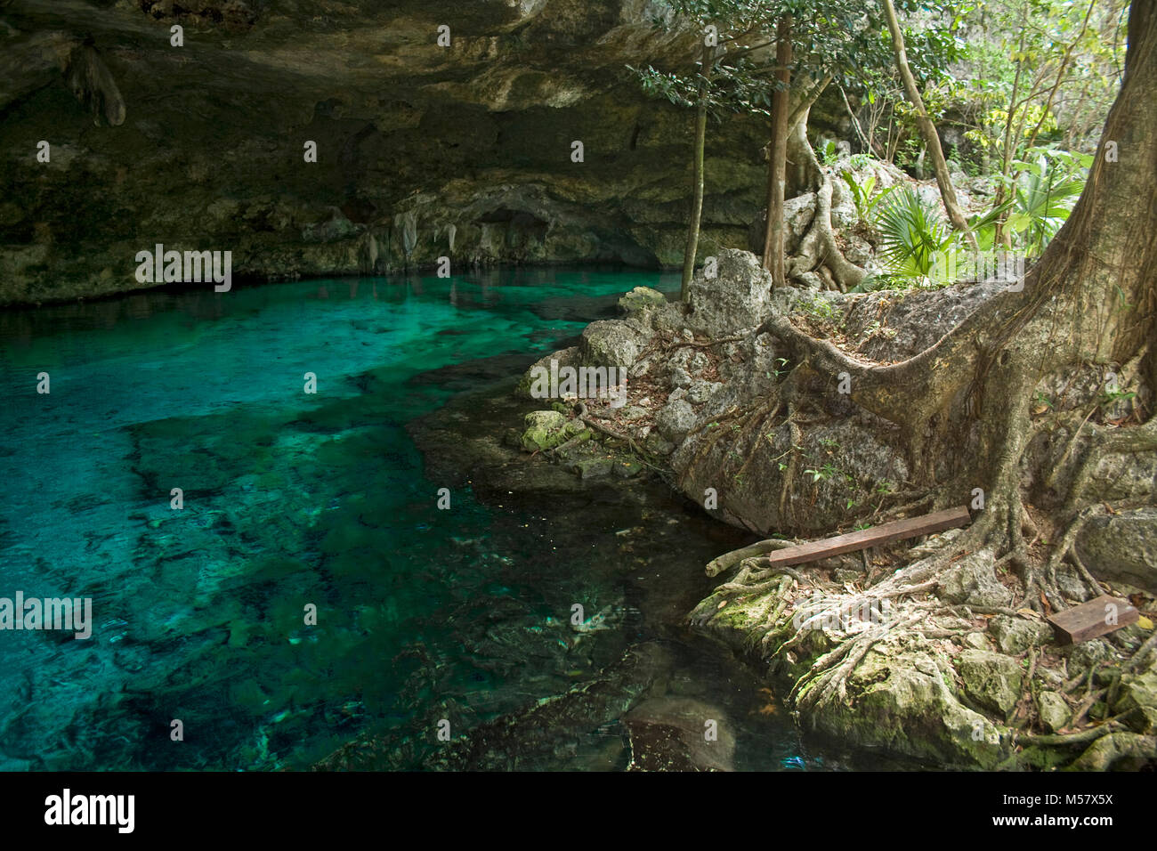 Acqua cristallina in Cenote Dos Ojos, cenotes, Tulum Riviera Maya, Yucatan, Quintana Roo, Messico, Caraibi Foto Stock