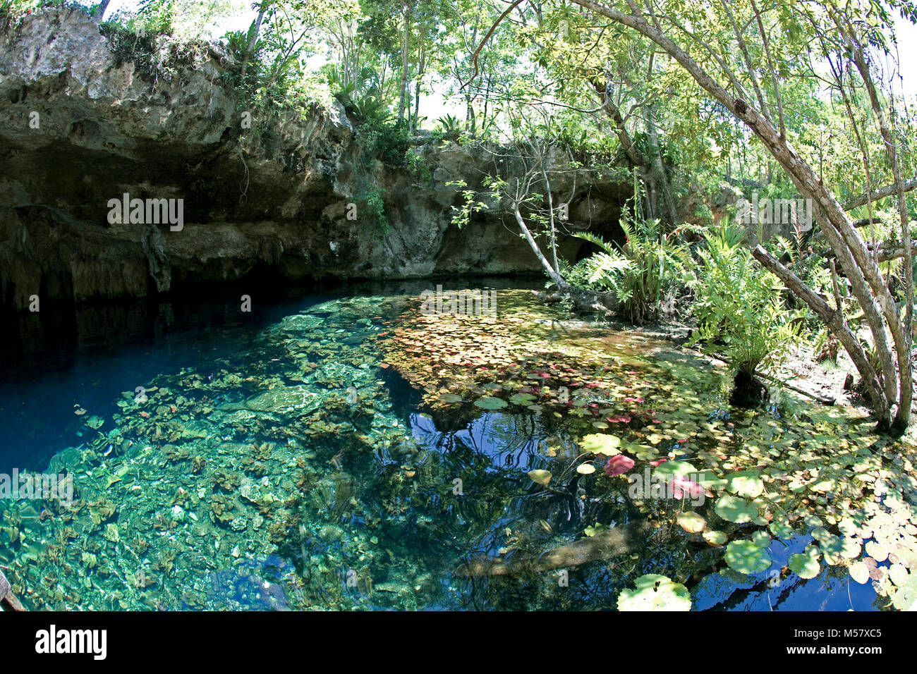 Acqua cristallina in Gran Cenote, cenotes, Tulum Riviera Maya, Yucatan, Quintana Roo, Messico, Caraibi Foto Stock