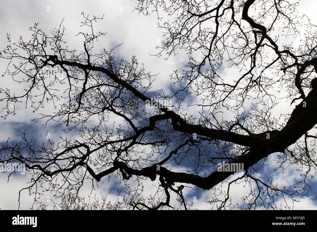 Silhouette di rami di un albero contro un cielo blu con nuvole Foto Stock