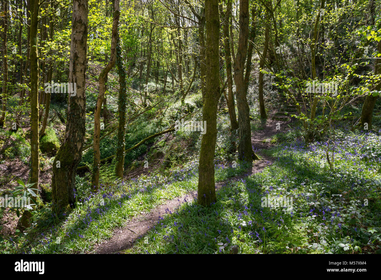 Il sentiero in un bosco inglese in primavera. Tom Wood, Charlesworth, Derbyshire, Inghilterra Foto Stock