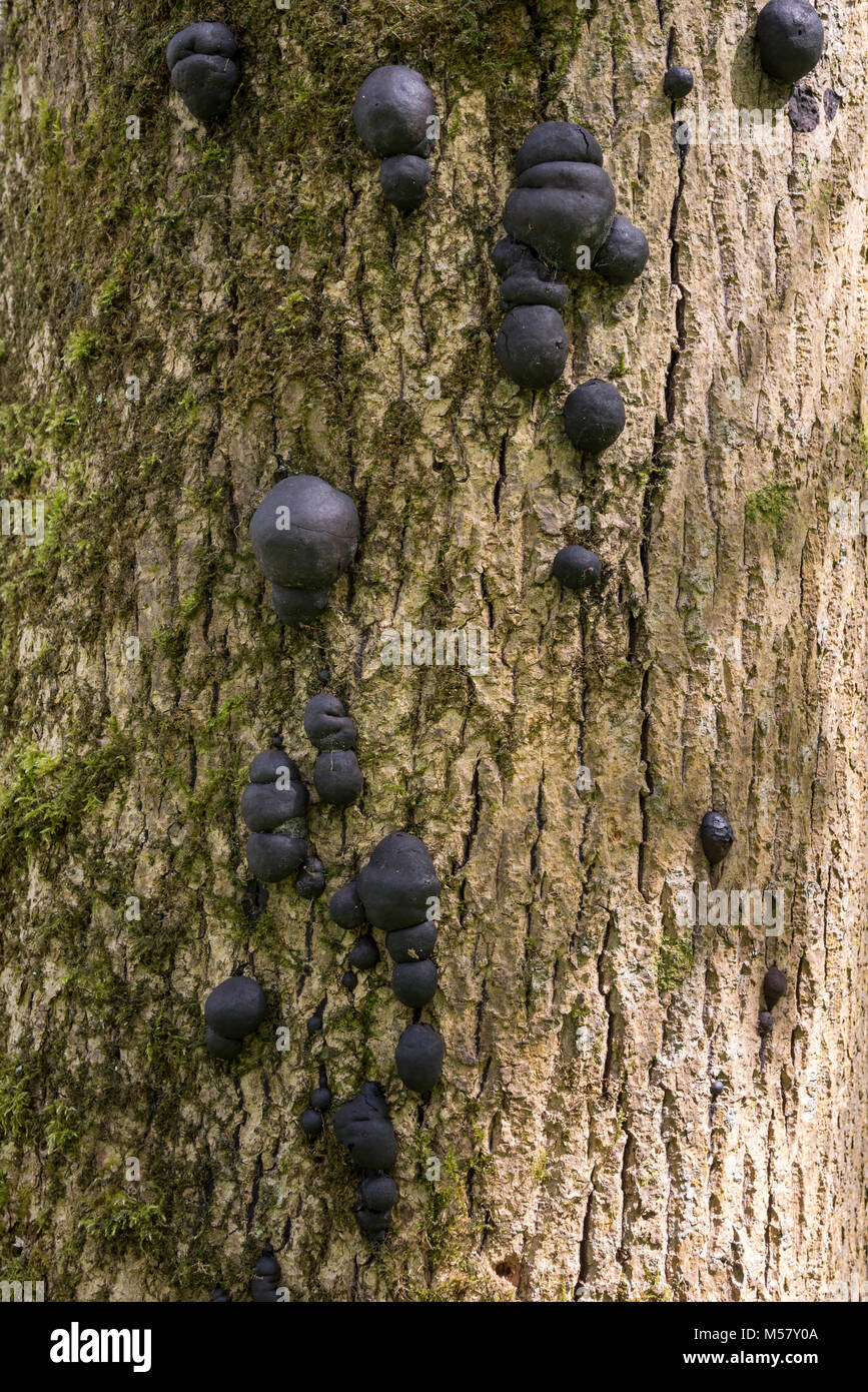 I crampi o a sfera St Alfreds Torte - Daldinia concentrica che cresce su una matura il frassino nel bosco in inglese. Foto Stock