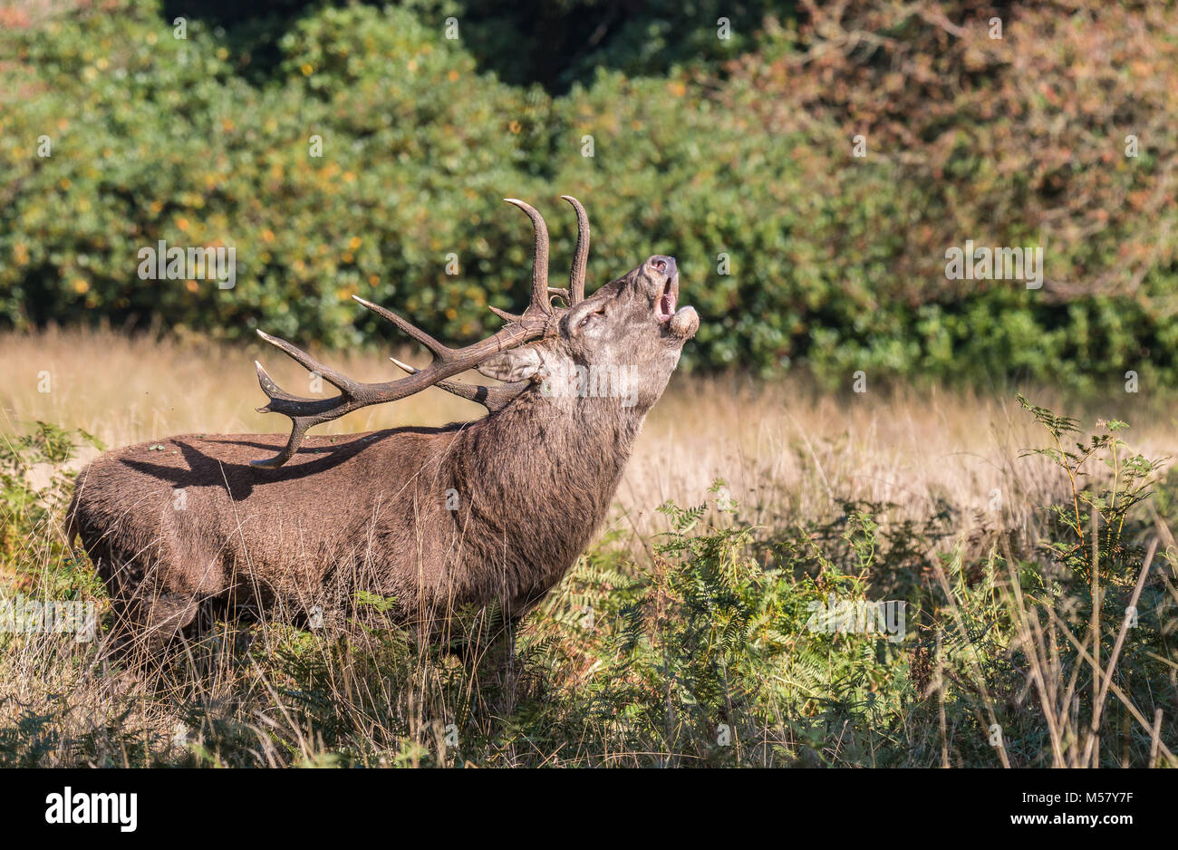 Il cervo di Richmond Park, durante il tempo di calore è uno spettacolo che vale la pena di vedere con le sue grandi corna ...le terre del parco, come se si trattasse di un gigante Foto Stock
