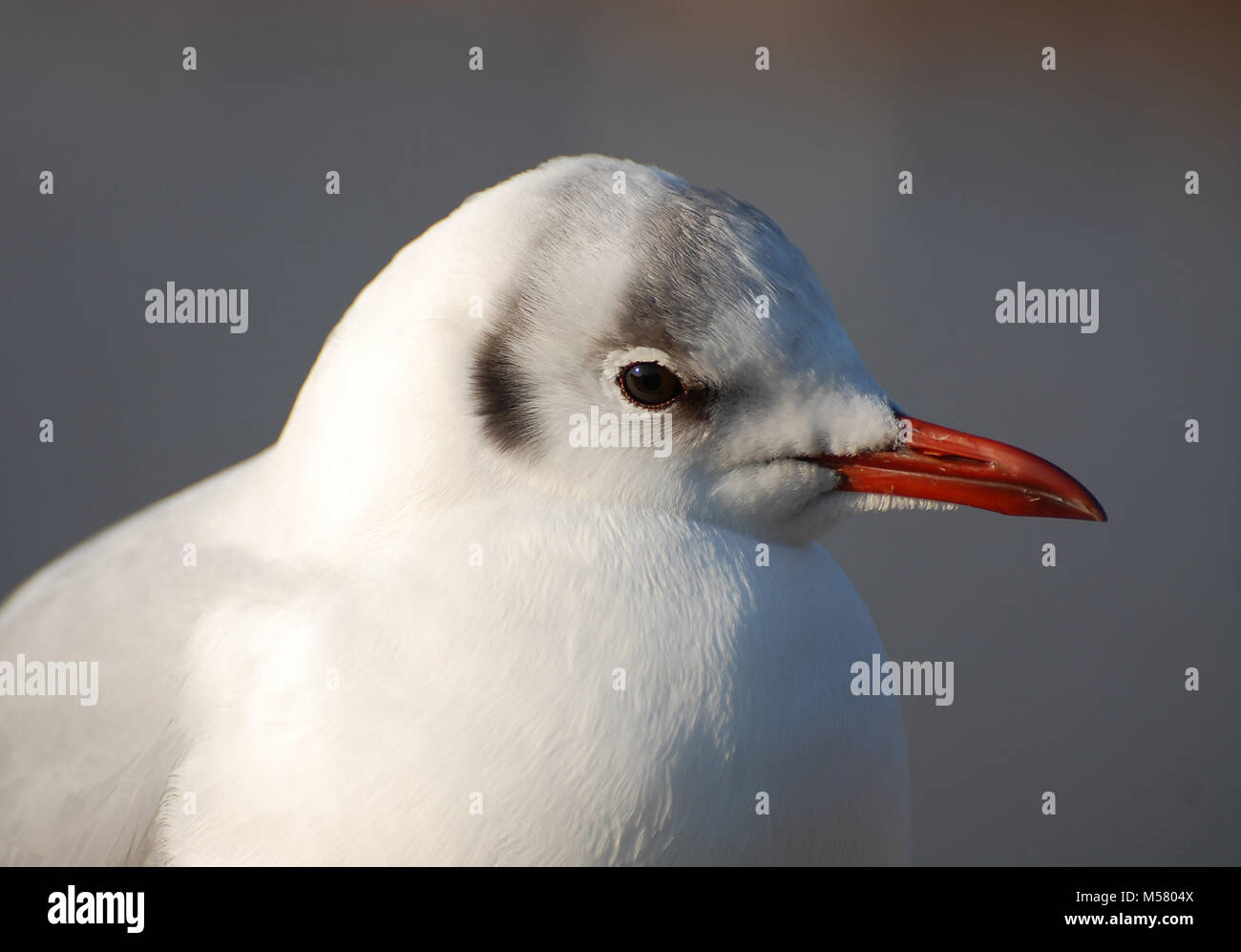 Nero con testa a testa di gabbiano, UK, estate / piumaggio a molla Foto Stock