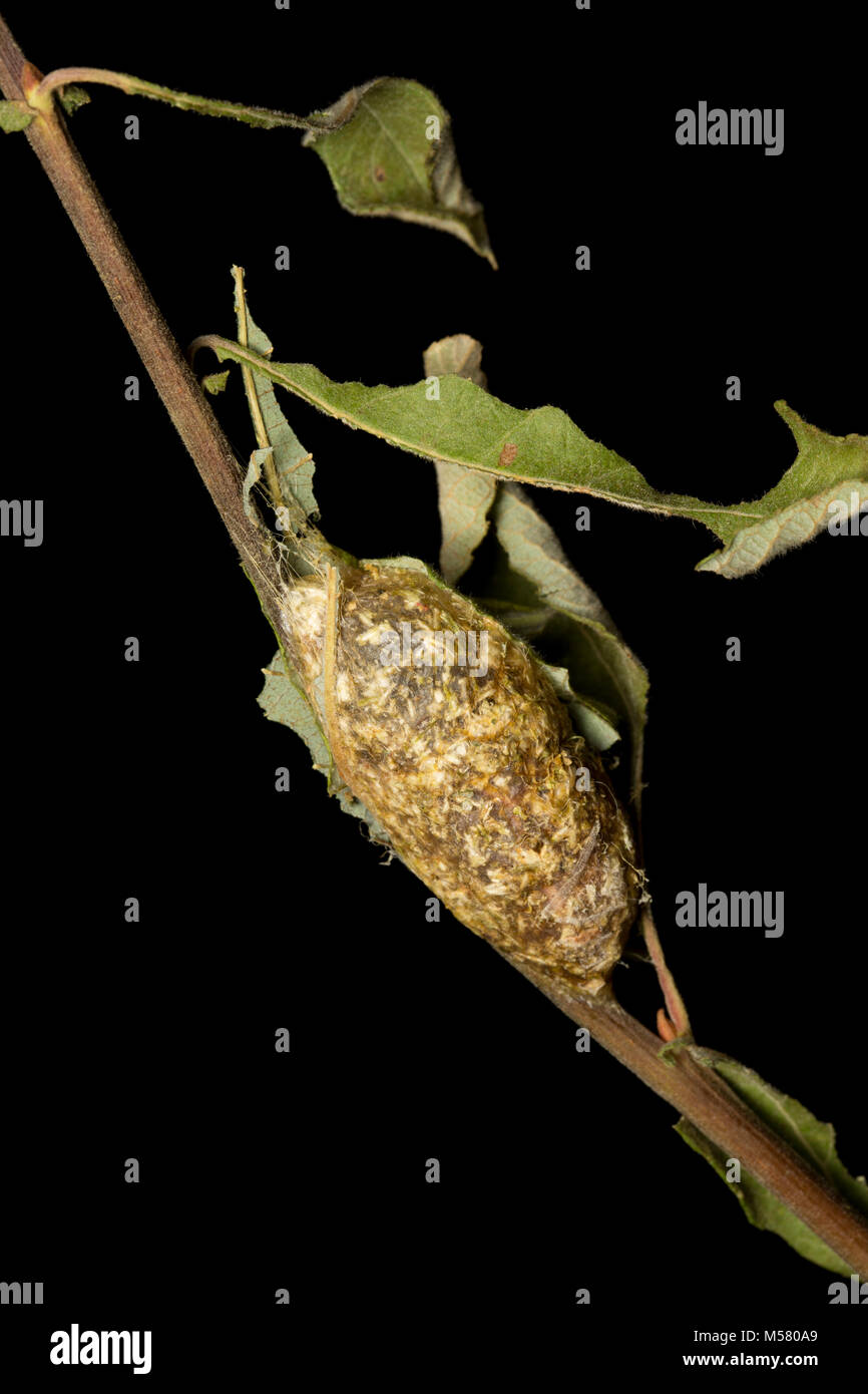 Il bozzolo di Puss Moth caterpillar, Cerura vinula, fotografato in studio. Nord Inghilterra Dorset Regno Unito GB Foto Stock