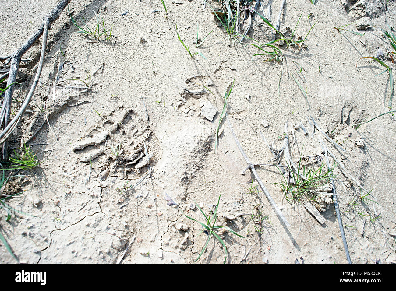 Scena di caccia: segni di boot e animale (probabilmente il cinghiale) nel fango, in Toscana, Italia Foto Stock