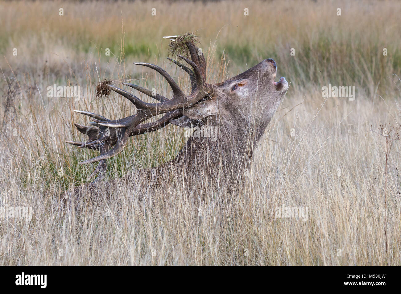 Il cervo di Richmond Park, durante il tempo di calore è uno spettacolo che vale la pena di vedere con le sue grandi corna ...le terre del parco, come se si trattasse di un gigante Foto Stock