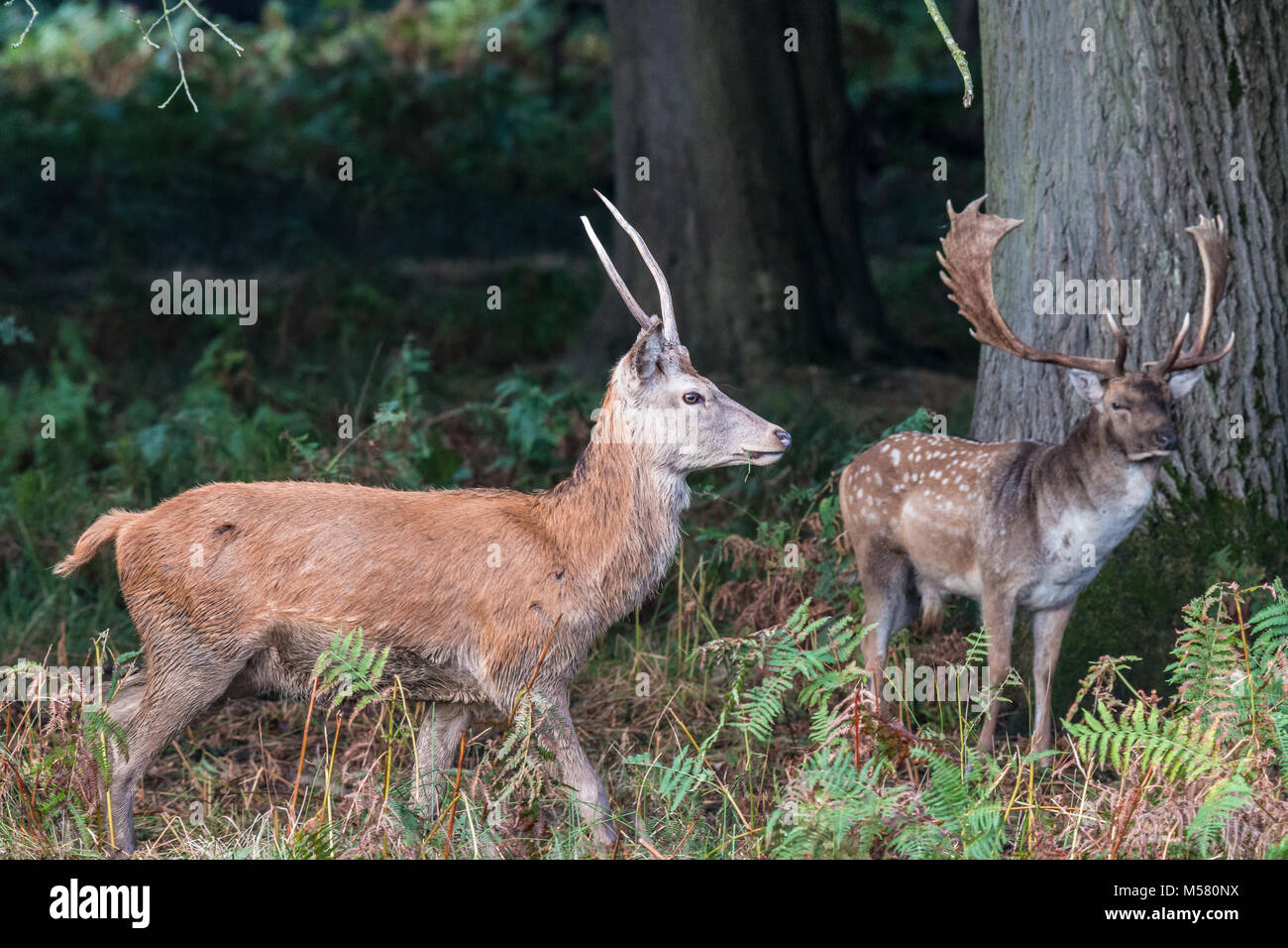 Il cervo di Richmond Park, durante il tempo di calore è uno spettacolo che vale la pena di vedere con le sue grandi corna ...le terre del parco, come se si trattasse di un gigante Foto Stock