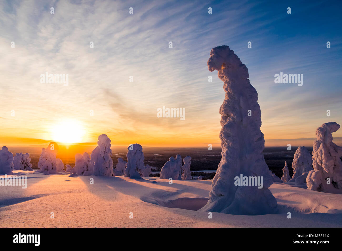 Alberi innevati in Lapponia finlandese Foto Stock