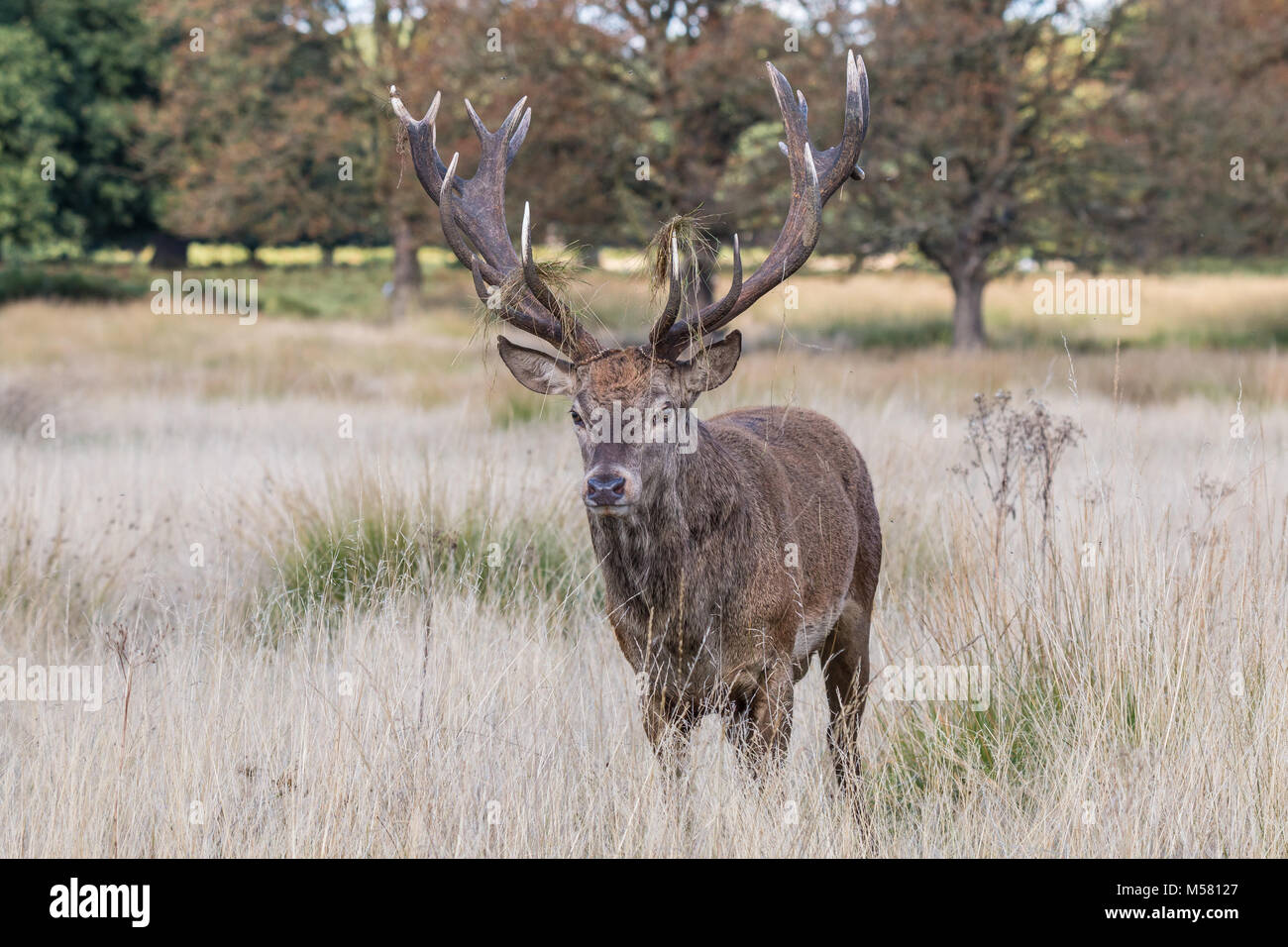 Il cervo di Richmond Park, durante il tempo di calore è uno spettacolo che vale la pena di vedere con le sue grandi corna ...le terre del parco, come se si trattasse di un gigante Foto Stock