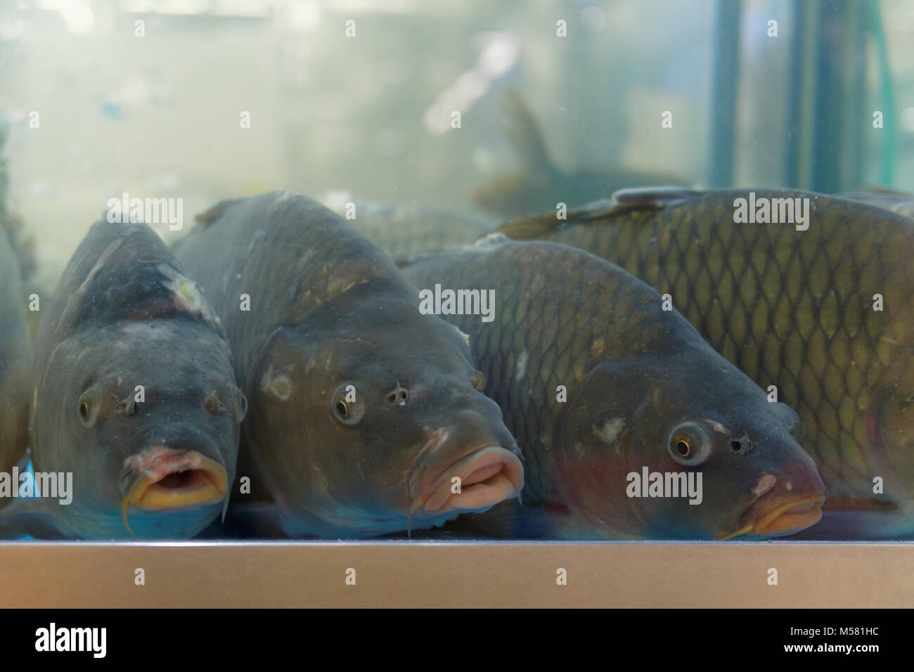 Grosse carpe in acquario sul mercato del pesce Foto Stock