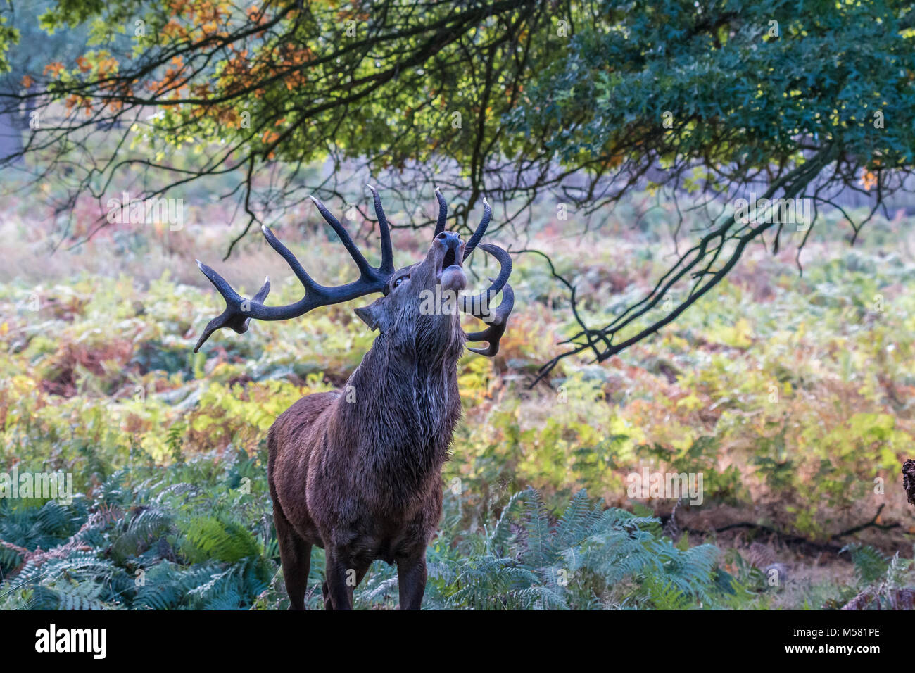 Il cervo di Richmond Park, durante il tempo di calore è uno spettacolo che vale la pena di vedere con le sue grandi corna ...le terre del parco, come se si trattasse di un gigante Foto Stock