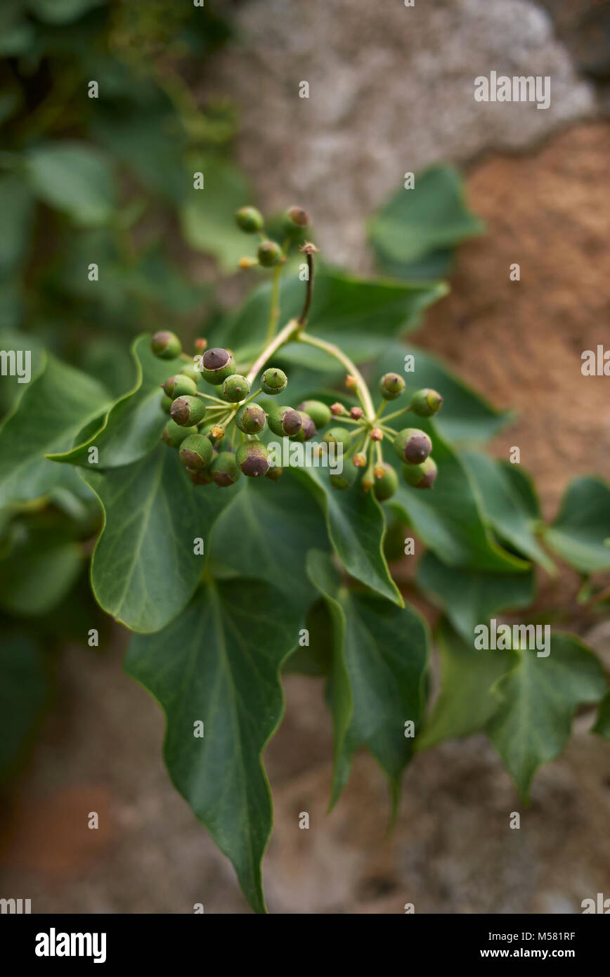 Hedera helix Foto Stock