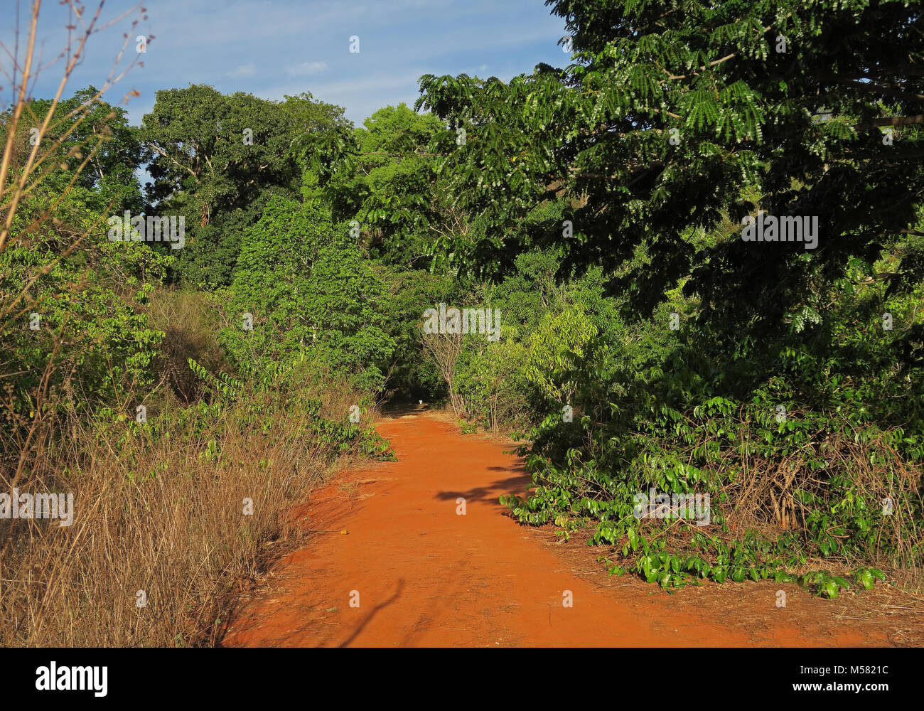 Il sentiero nel bosco che mostra 'red' terreno Ampijoroa stazione forestale, Ankarafantsika Parco nazionale del Madagascar Novembre Foto Stock
