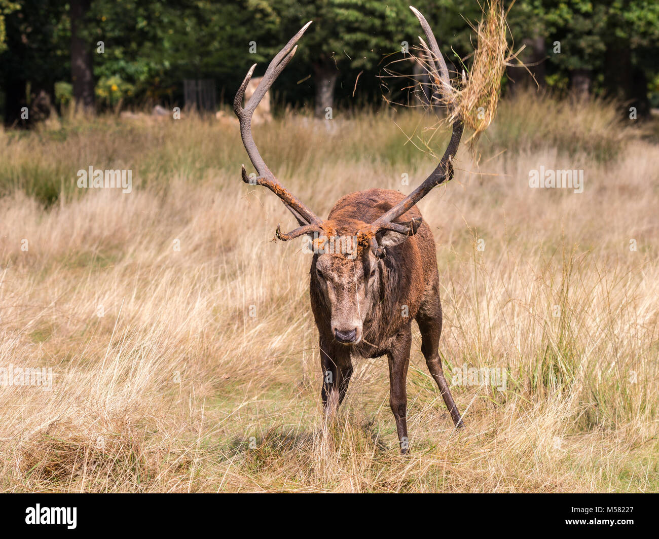Il cervo di Richmond Park, durante il tempo di calore è uno spettacolo che vale la pena di vedere con le sue grandi corna ...le terre del parco, come se si trattasse di un gigante Foto Stock