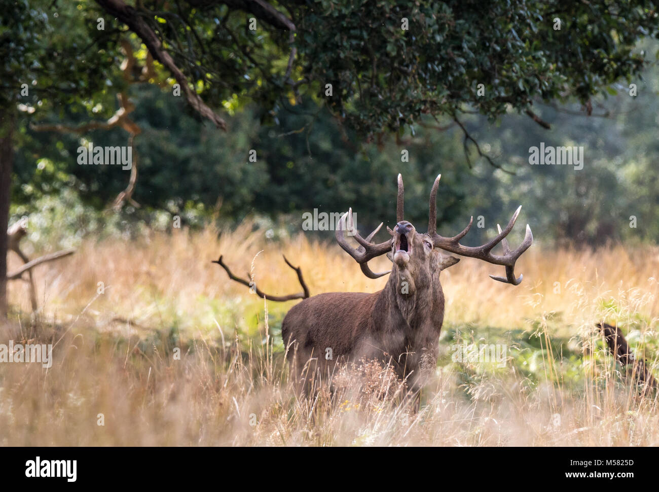 Il cervo di Richmond Park, durante il tempo di calore è uno spettacolo che vale la pena di vedere con le sue grandi corna ...le terre del parco, come se si trattasse di un gigante Foto Stock