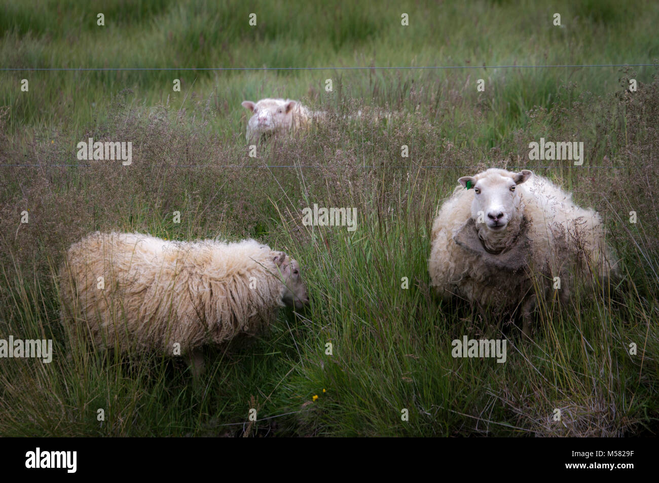 Tre Icelandic Sheep giornate di pascolo su alpeggi estivi in Islanda Foto Stock