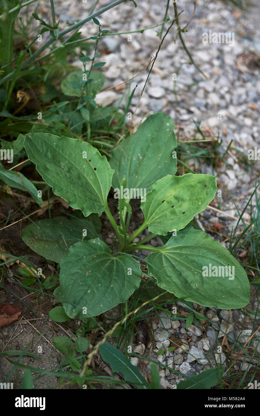 Plantago principale Foto Stock