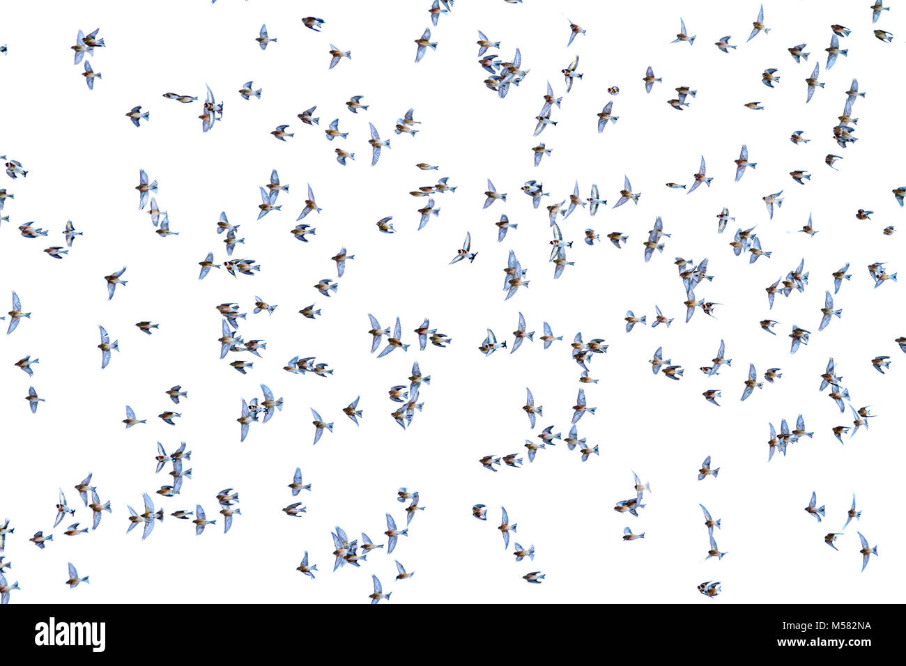 Splendido stormo di uccelli nel cielo di primavera , la fauna selvatica, animali Foto Stock