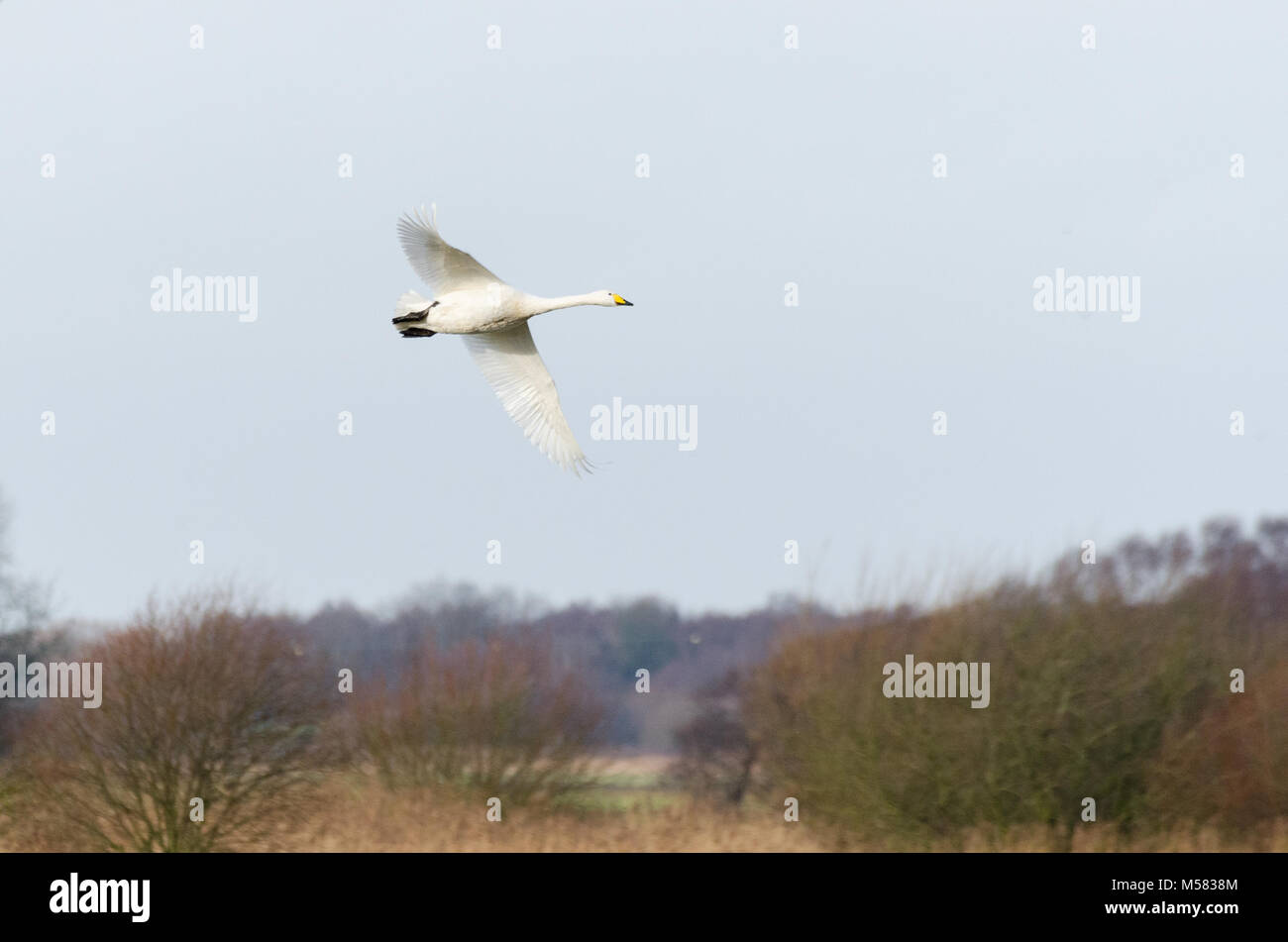 Whooper Swan (Cygnus cygnus) in volo Foto Stock