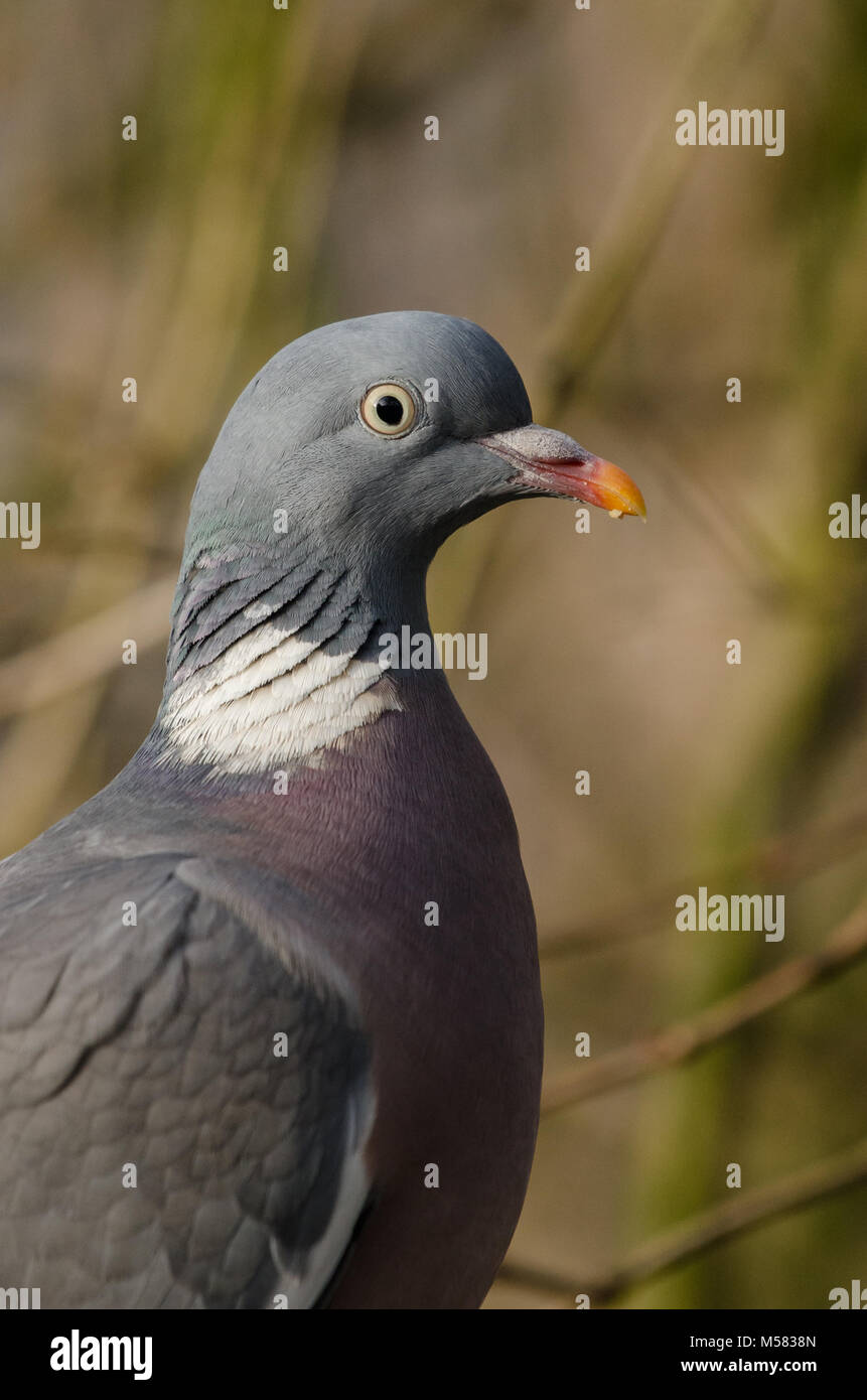 Un ritratto di un comune il Colombaccio ( Columba palumbus) Foto Stock