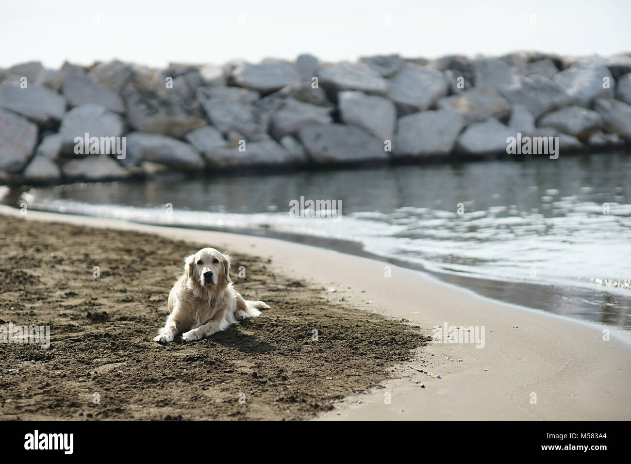 Il Labrador sulla spiaggia, Napoli, Italia Foto Stock