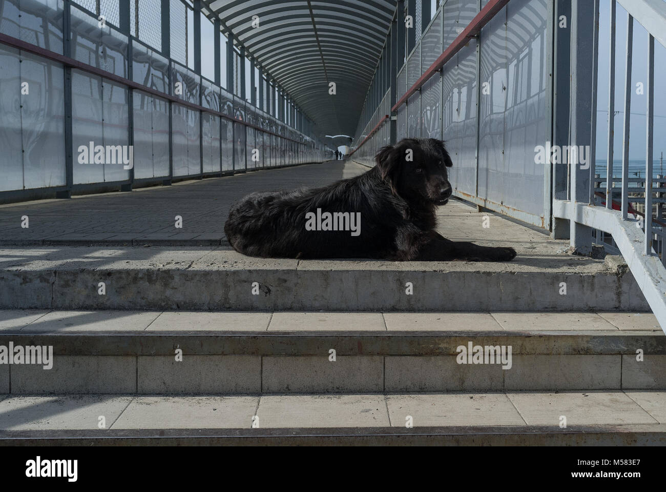 Un grande cane nero si trova sui gradini e guarda la telecamera Foto Stock