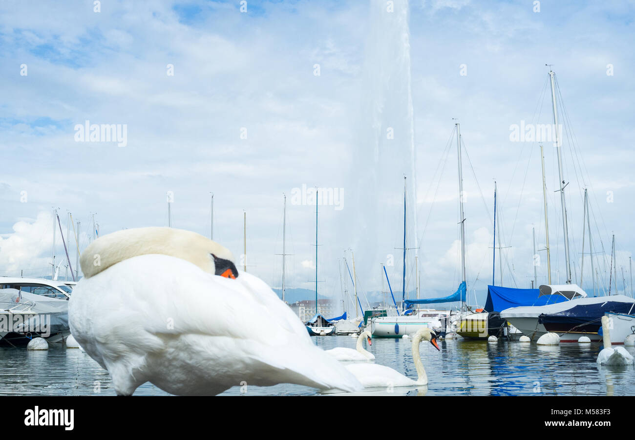 Cigni bianchi contro lo sfondo della grande fontana di Ginevra Foto Stock