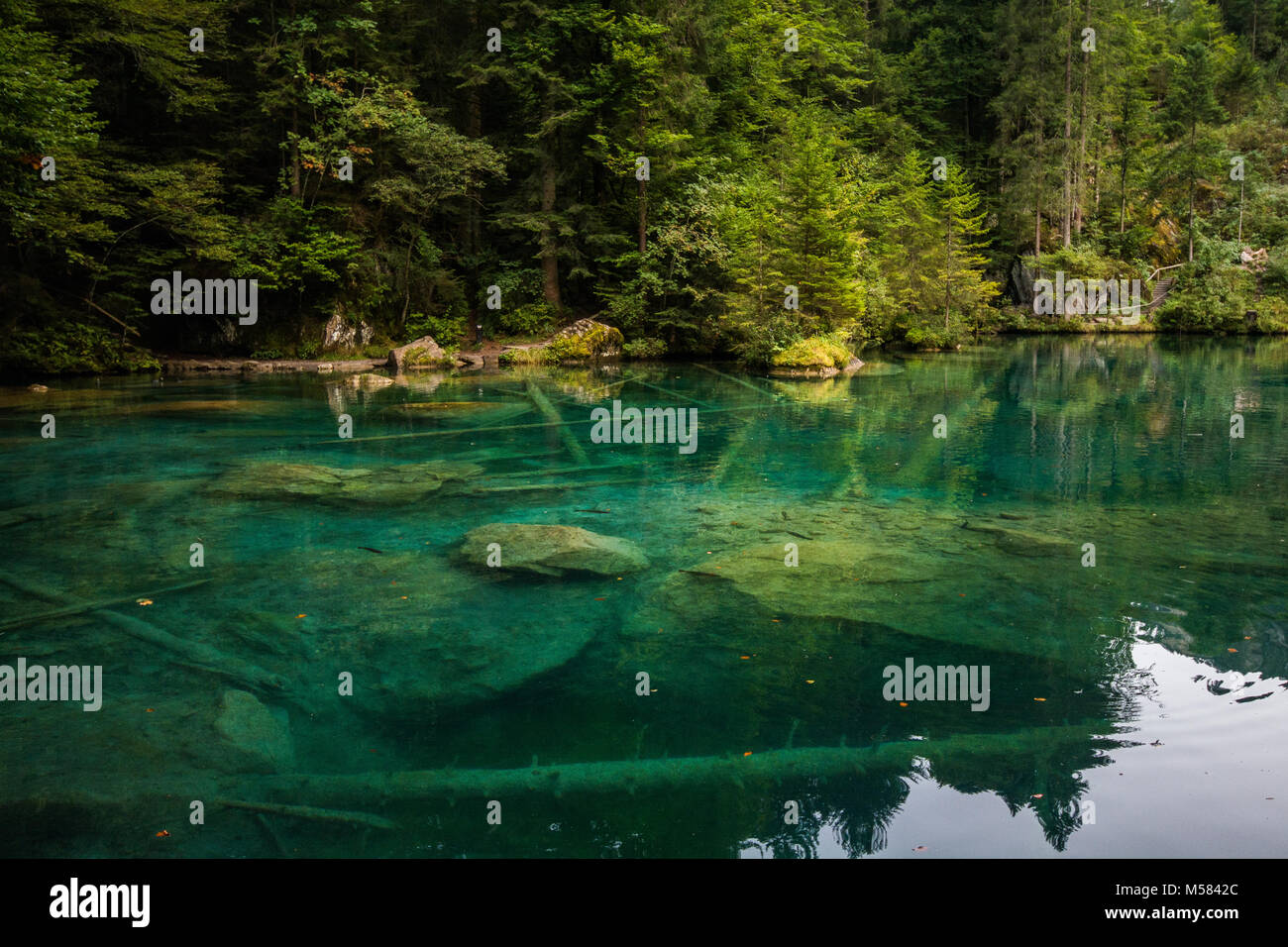 Il lago Blausee nel bel paese della Svizzera nelle alpi svizzere in kandergrund, Europa viaggiando in vacanza attraverso le Alpi Europian Foto Stock