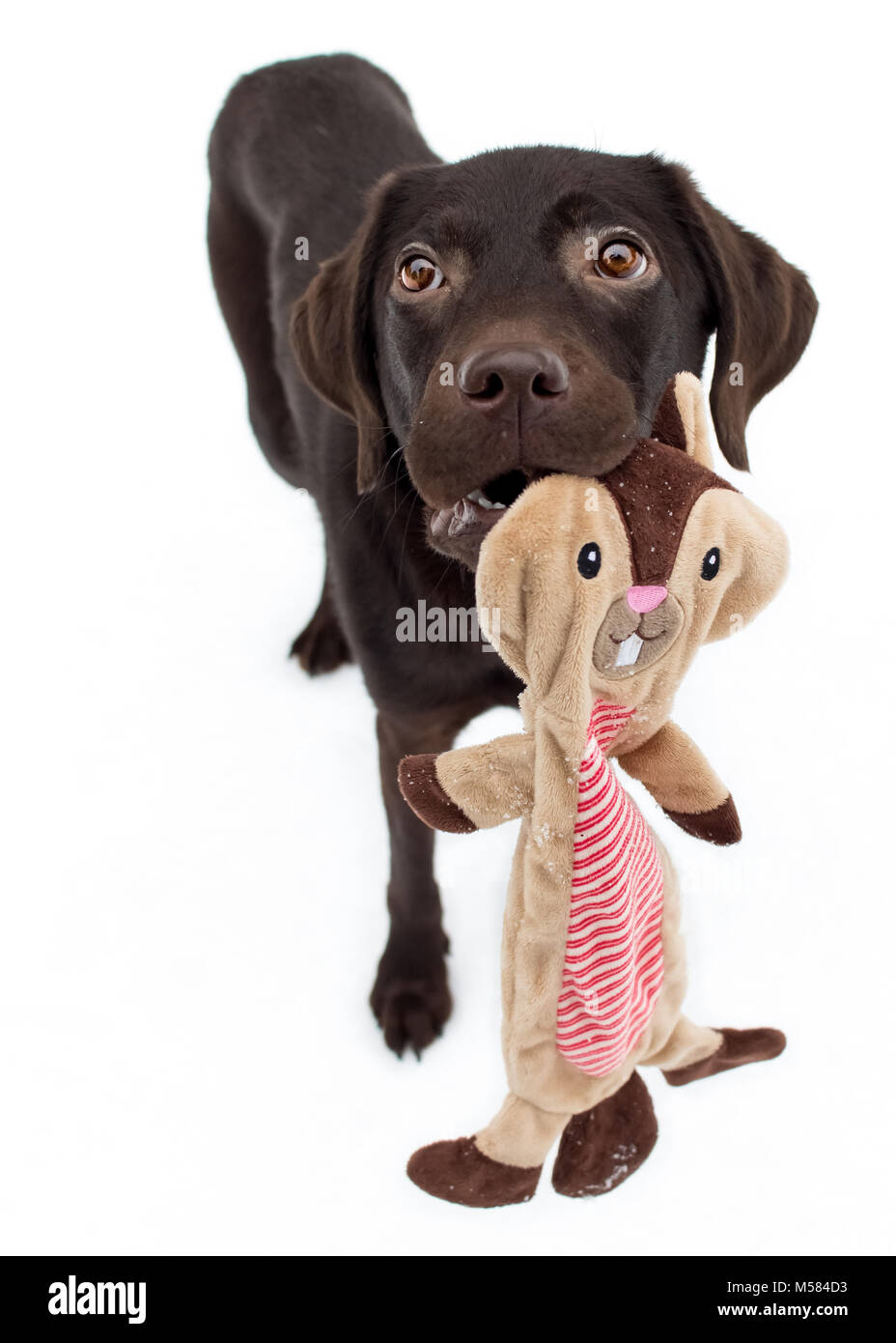 Il cioccolato Labrador tenendo un giocattolo Foto Stock