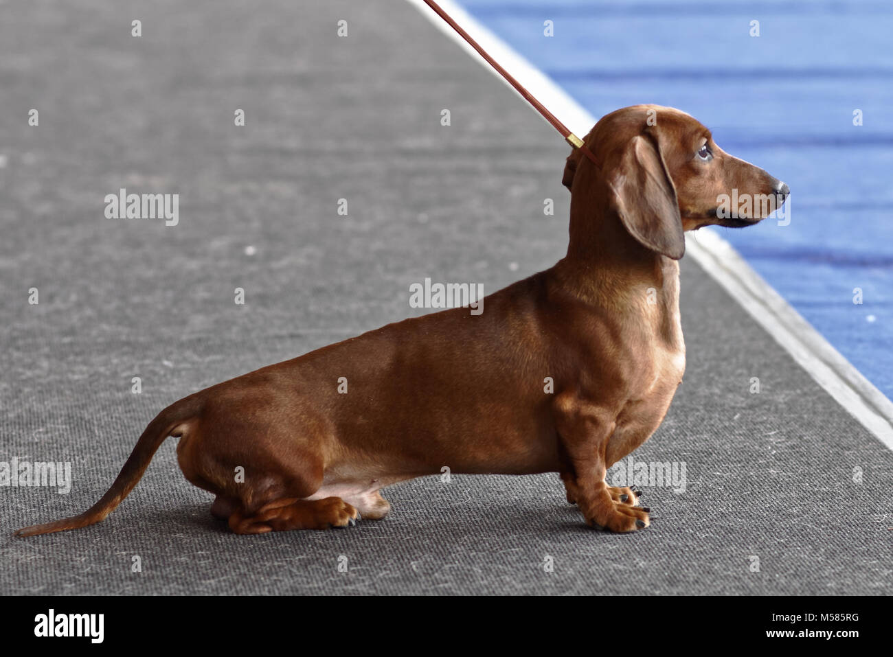 Pelo corto bassotto durante il dog show Foto Stock