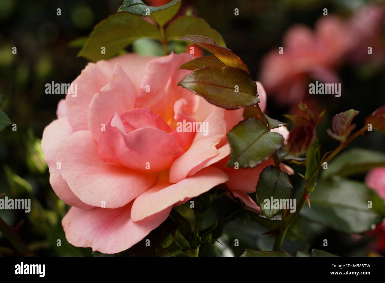 Le rose rosa in un giardino in un giorno di estate Foto Stock