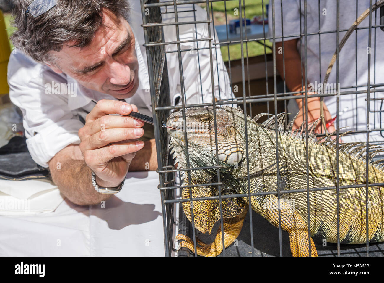 Miami Florida,Metrozoo,giorno di amnistia degli animali domestici non nativi,animali esotici indesiderati,Commissione di conservazione del pesce e della fauna selvatica,iguana,veterinario,esaminare,gabbia,rept Foto Stock