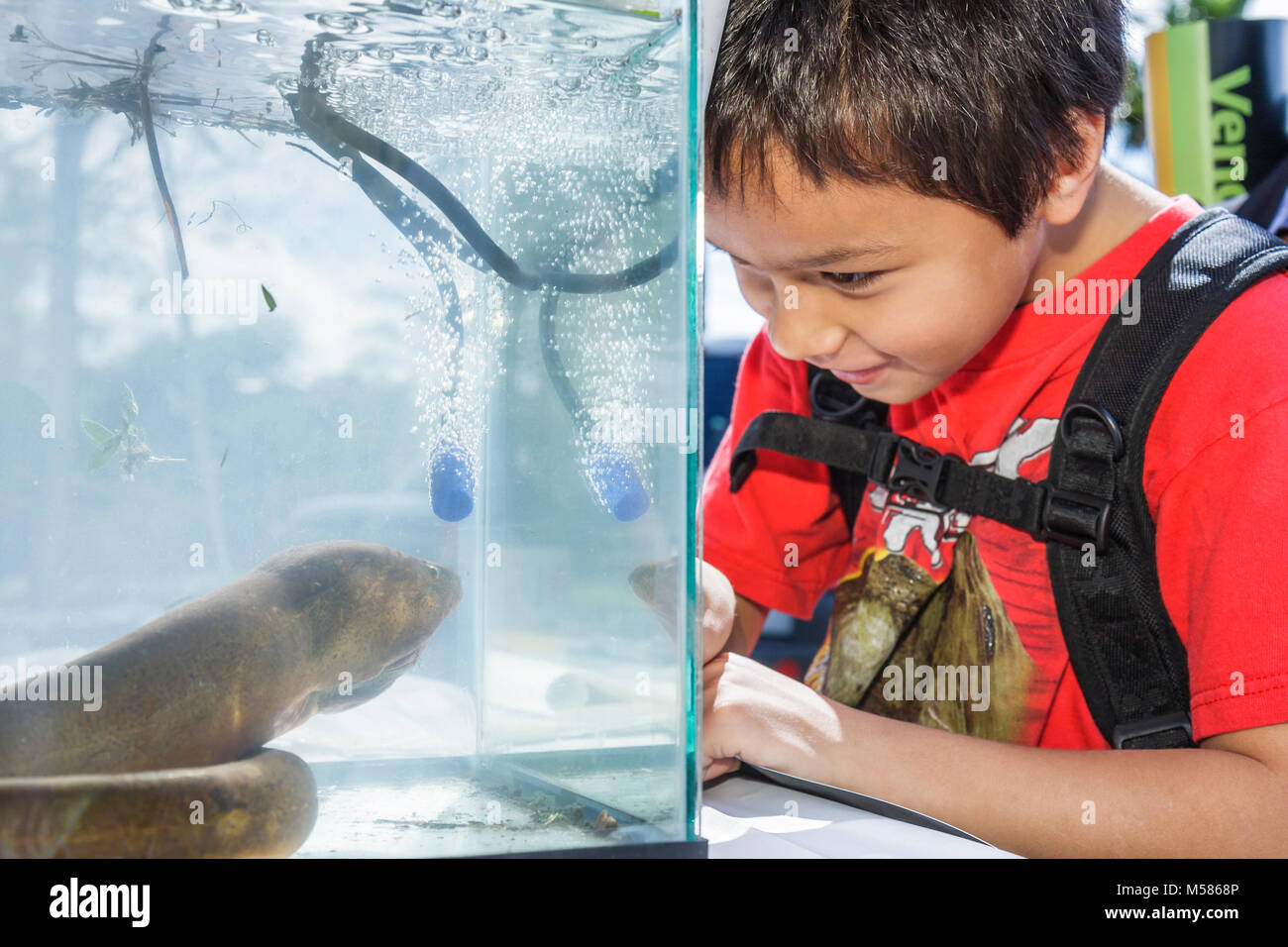 Miami Florida, Metrozoo, giorno di amnistia per animali domestici non nativi, animali esotici indesiderati, Commissione di conservazione di pesci e fauna selvatica, anguilla palude, albus Monopterus, Asian AS Foto Stock
