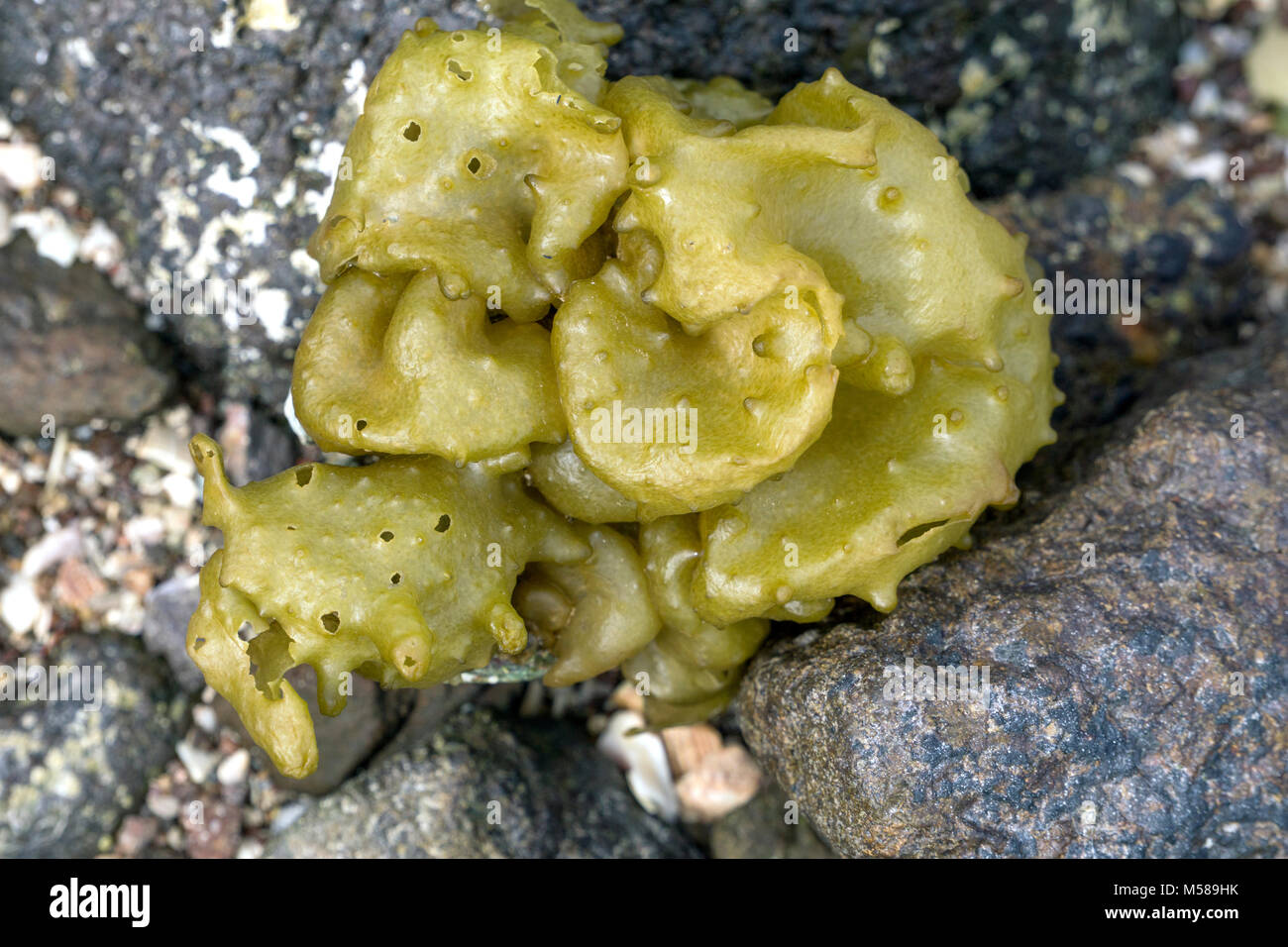 Paffuto ammassarsi piacevolmente alga verde giacente sulla spiaggia sassosa contro uno sfondo di una miriade di colorate conchiglie rotte & pietre luccicanti ancora con acqua di mare Foto Stock