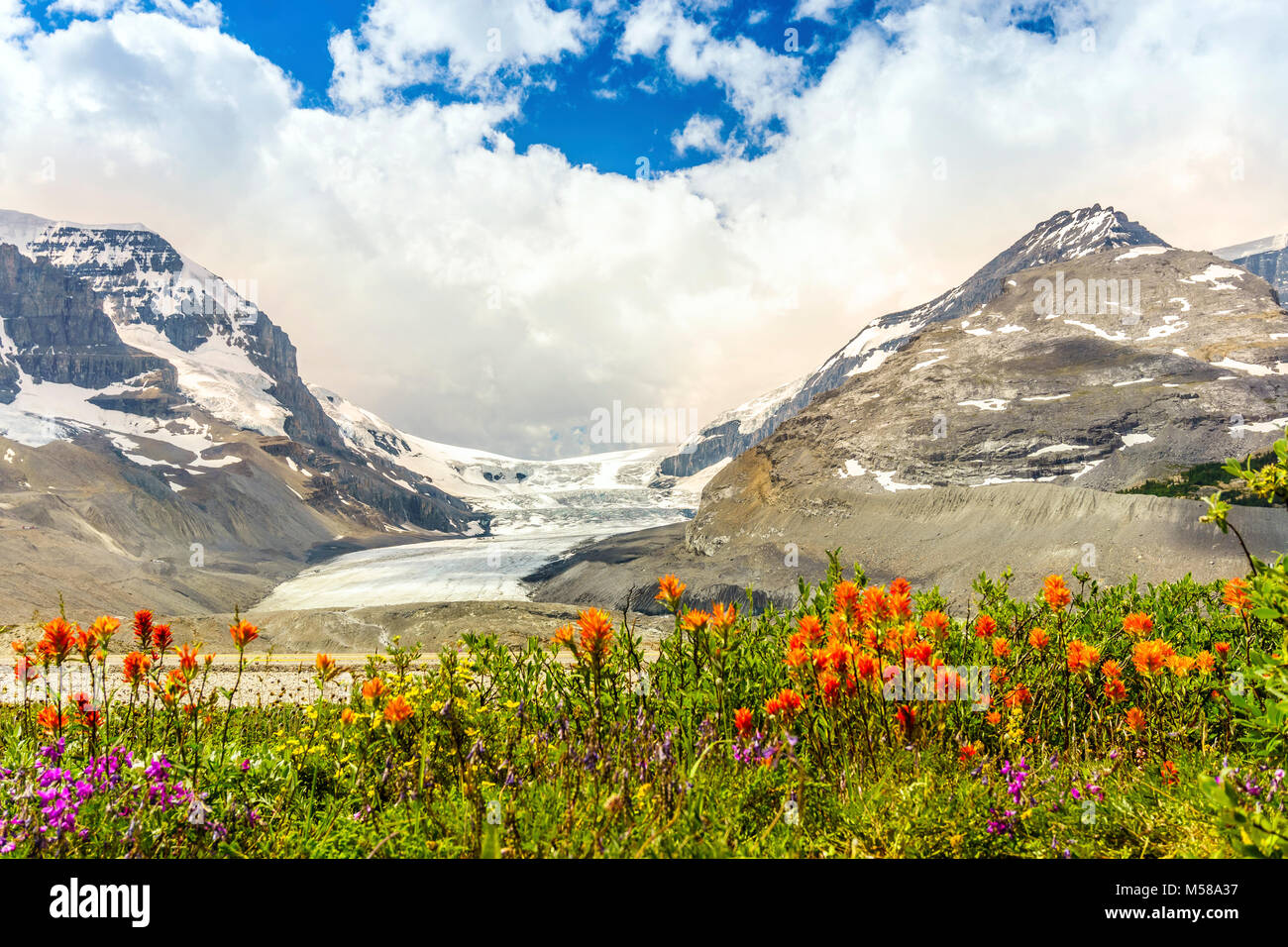 Il Columbia Icefield e wild arancione e viola i fiori nel Parco Nazionale di Jasper, Alberta, Canada Foto Stock
