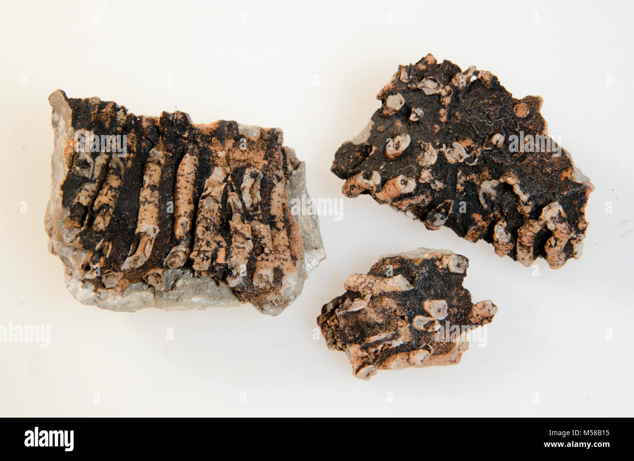 Parco Nazionale del Grand Canyon GRCA corallo fossile. SYRINGOPORA SURCULARIA campione di fossili trovati nella REDWALL calcare (C GLI STATI, 44 piedi sopra la base). Originariamente identificato come sopra con un ? (RCG) e RE-È STATO IDENTIFICATO W. SANDO NEL 1968 COME SYRINGOPORA SURCULARIA. La scheda Catalogo legge un provino in prestito (INDIFINITE) negli Stati Uniti. Museo Nazionale, novembre 1959, 2 esemplari PRESTATO AL E.D. MCKEE, Dicembre 15,1959-deve avere restituito-3 fossili nella raccolta di studio 11-1989. Tutti e tre i SPECIMANS attualmente presenti nella collezione. Foto Stock