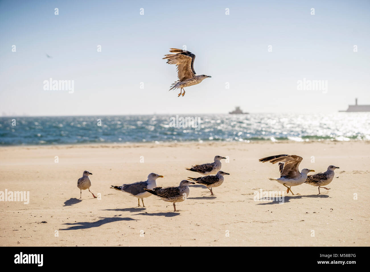 Un gabbiano che sovrastano il resto degli uccelli sulla spiaggia, Portogallo Foto Stock