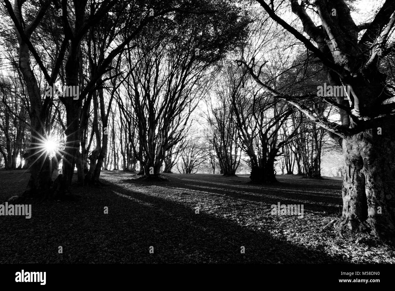 Alberi in Canfaito (Marche) foresta di faggio con bassa sun filtrando attraverso Foto Stock