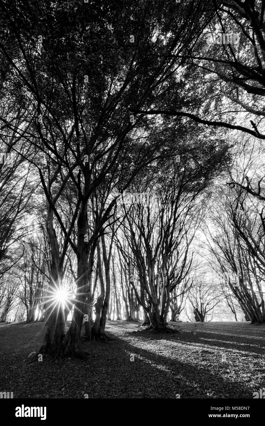 Alberi in Canfaito (Marche) foresta di faggio con bassa sun filtrando attraverso Foto Stock
